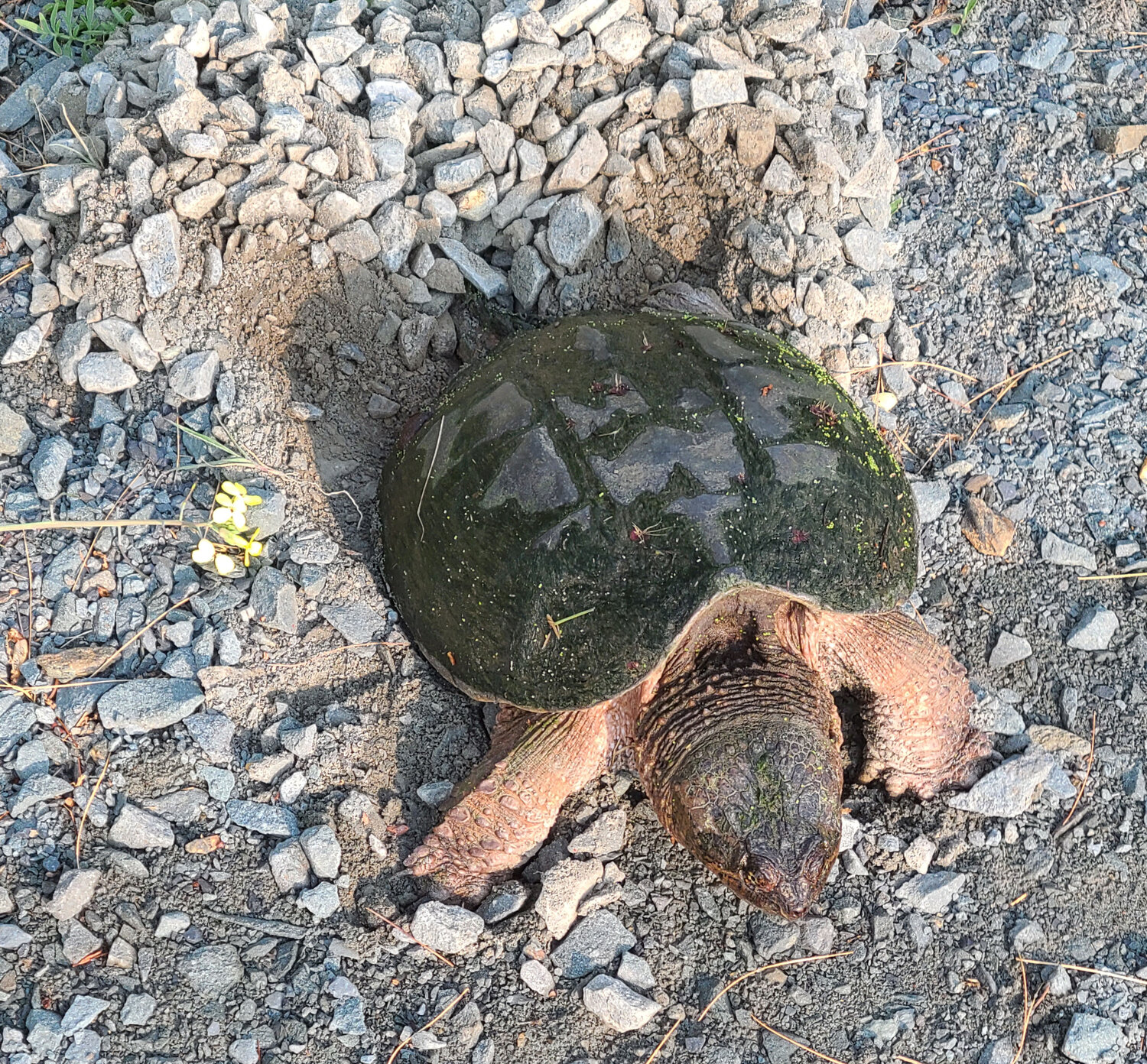 This female snapping turtle is in the midst of excavating as she prepares her nest. The shale aggregate of the road shoulder is frequently rolled to compress the stone, making it more durable. It looks like the stone is not stopping her excavation efforts. The hind legs are always used for nest excavation.